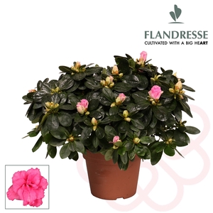 Azalea Flandresse® 'roze' 30 - 32 cm