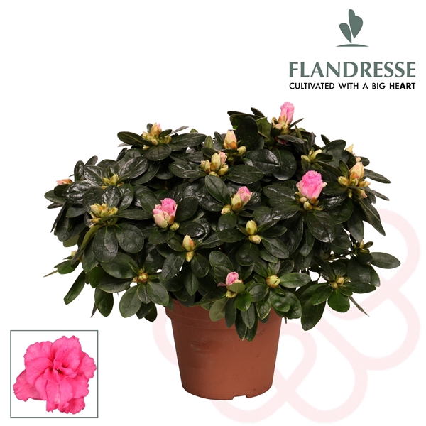 <h4>Azalea Flandresse® 'roze' 30 - 32 cm</h4>