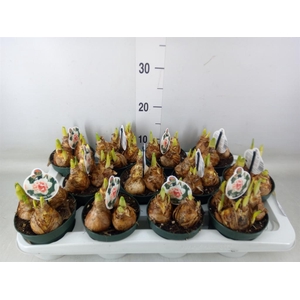 Narcissus DU 'My Story'