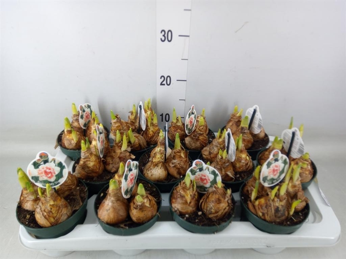 <h4>Narcissus DU 'My Story'</h4>