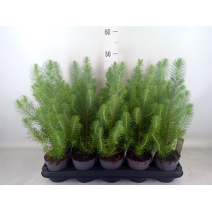 Pinus pinea 'Silver Crest'