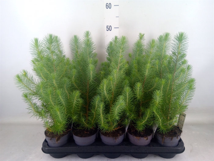 <h4>Pinus pinea 'Silver Crest'</h4>
