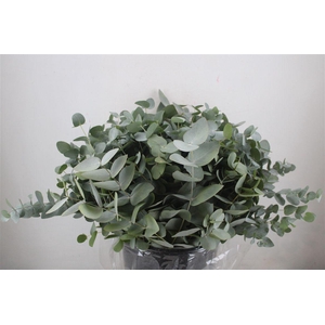 Euca Cinerea Short 300gr P Bunch