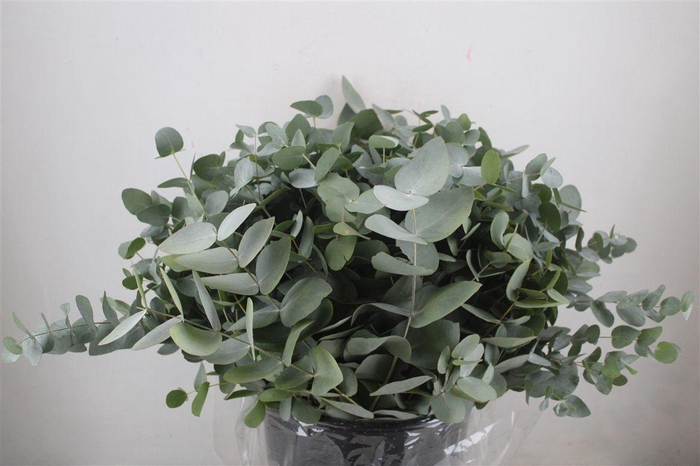 <h4>Euca Cinerea Short 300gr P Bunch</h4>