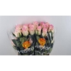 R GR MANDALA Welyflor