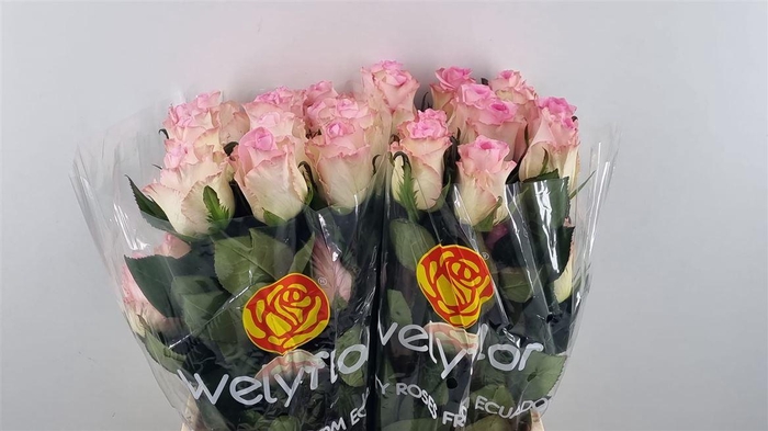 R GR MANDALA Welyflor