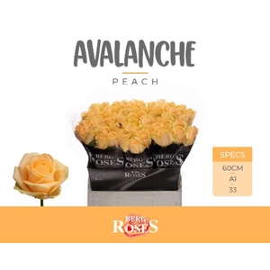 Rozen R GR Avalanche Peach x60
