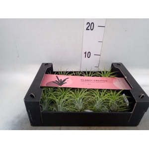 Tillandsia ionantha