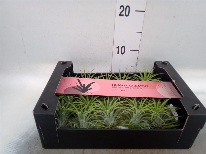 <h4>Tillandsia ionantha</h4>