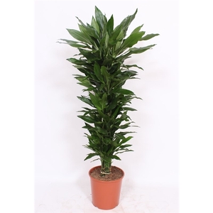 Dracaena Janet Lind