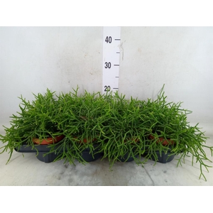 Rhipsalis burchellii