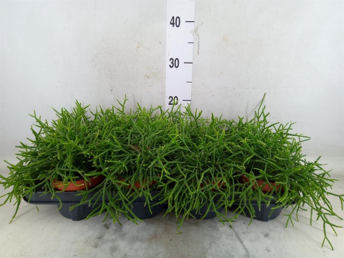 <h4>Rhipsalis burchellii</h4>