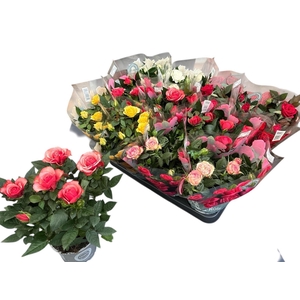 RO KORDANA GEM 5 SRT