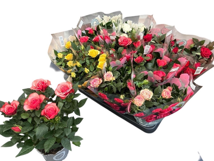 <h4>RO KORDANA GEM 5 SRT</h4>