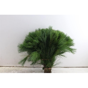 Pinus Strobus Keefer 40cm