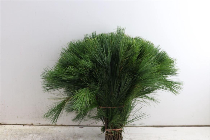 <h4>Pinus Strobus Keefer 40cm</h4>