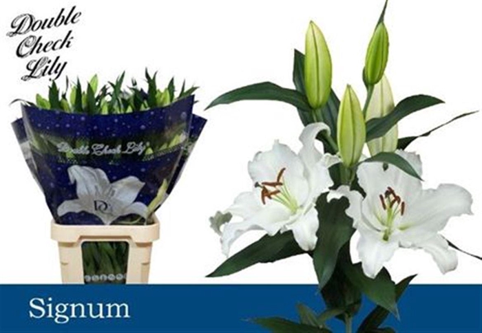 <h4>Li Or Signum</h4>