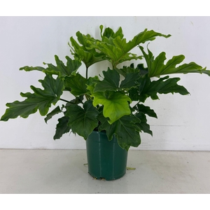 Philodendron selloum Hope p21