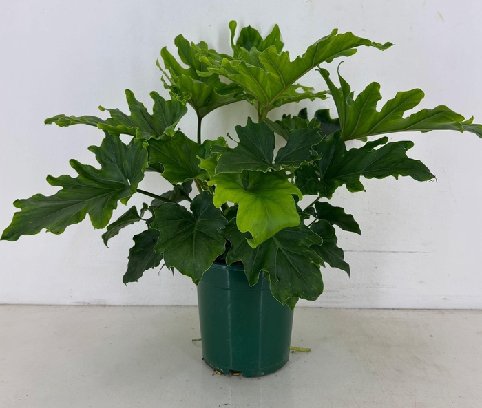 <h4>Philodendron selloum Hope p21</h4>