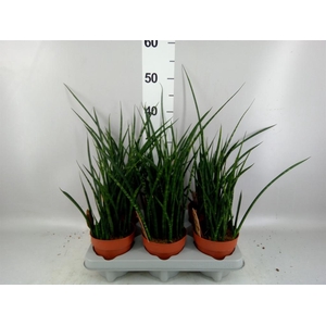 Sansevieria  'Fernwood'