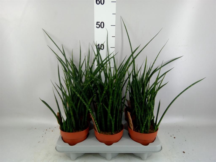 <h4>Sansevieria  'Fernwood'</h4>