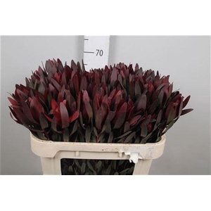 Leucadendron Saf Sunset Dark R. 070cm