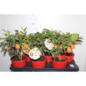 ** Citr Margarita Struikvorm 4-6++ * Spring Deal *