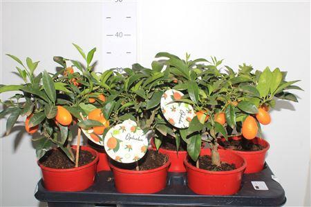 <h4>** Citr Margarita Struikvorm 4-6++ * Spring Deal *</h4>