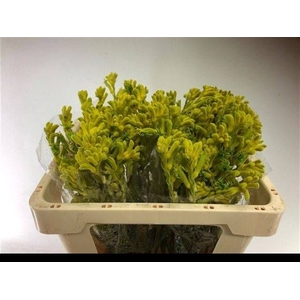 ANIGOZ BUSH GOLD