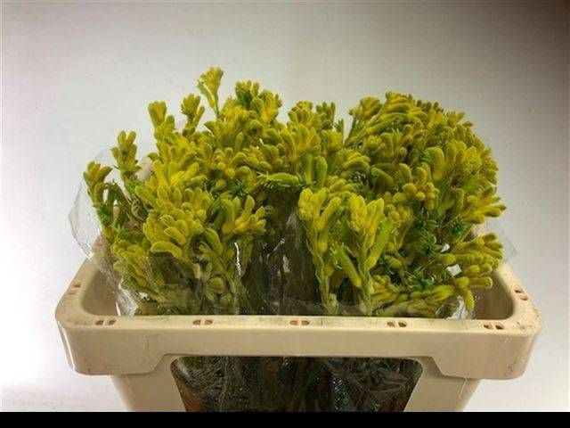 <h4>ANIGOZ BUSH GOLD</h4>