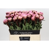 Paeonia The Fawn