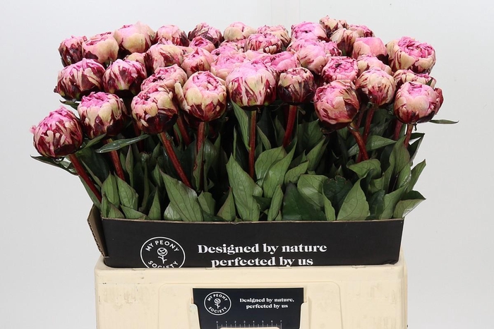 <h4>Paeonia The Fawn</h4>