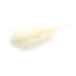 Dried Silvergrass Natural Xl 5pcs Bunch