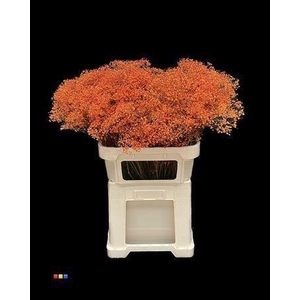 GYPS MILLION KLB ORANGE