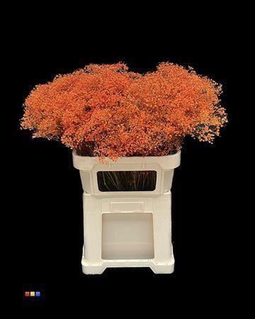 <h4>GYPS MILLION KLB ORANGE</h4>