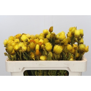 Kaaps Groen Phaenocoma Yellow