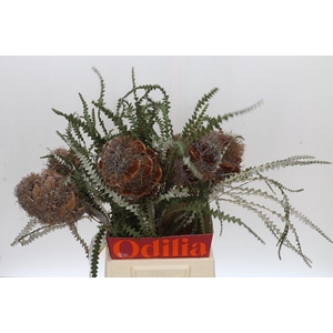 Banksia Speciosa Cones Hairy