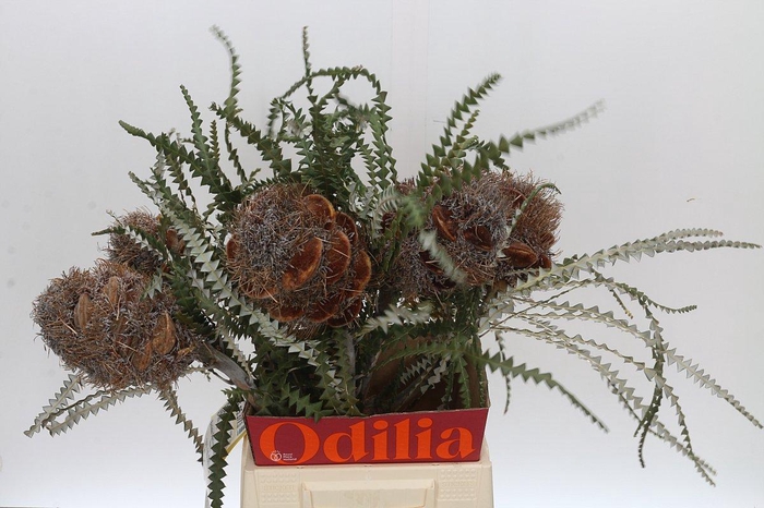 <h4>Banksia Speciosa Cones Hairy</h4>