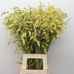 Chasmantium Klb Yellow