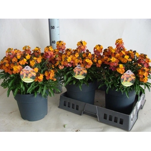Erysimum  'Fragrant Sunshine'