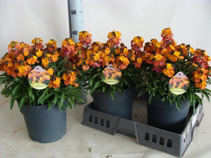 <h4>Erysimum  'Fragrant Sunshine'</h4>