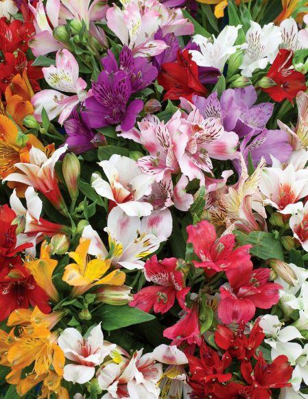 <h4>ALSTR MIX CO N</h4>