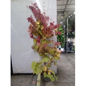 Cercis canadensis