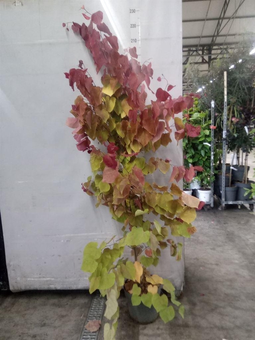 <h4>Cercis canadensis</h4>