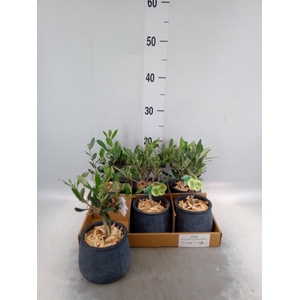 Arr.   Tuinplanten L%