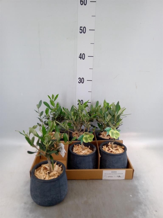 <h4>Arr.   Tuinplanten L%</h4>