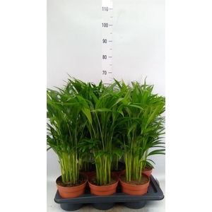Dypsis lutescens   ...Chrysalidoca