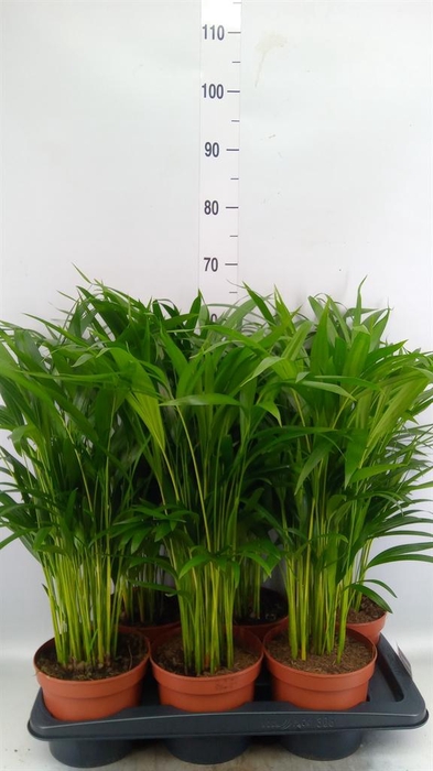 Dypsis lutescens   ...Chrysalidoca