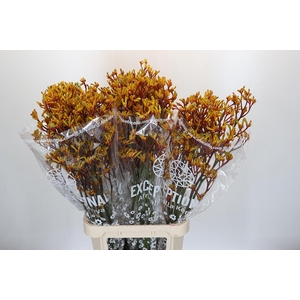 Kangaroo Paw Gold Fever