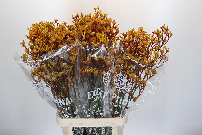 <h4>Anigozanthos Gold Fever</h4>